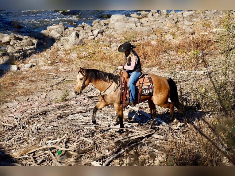 American Quarter Horse Gelding 9 years 15,1 hh Buckskin in Sioux Falls, SD