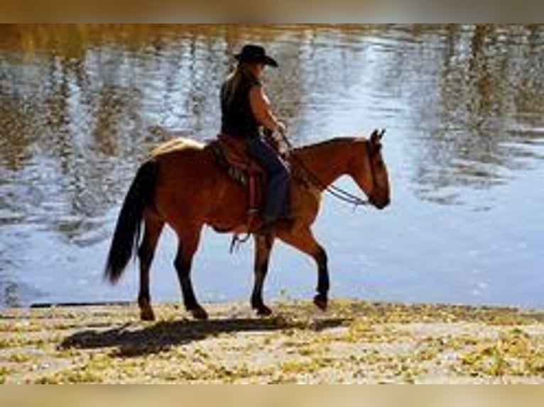 American Quarter Horse Gelding 9 years 15,1 hh Buckskin in Sioux Falls, SD