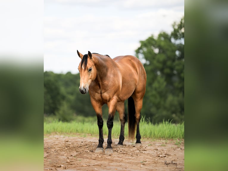 American Quarter Horse Gelding 9 years 15,1 hh Buckskin in Bellevue, IA