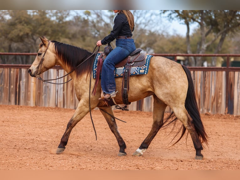 American Quarter Horse Gelding 9 years 15.1 hh Buckskin in Ranger