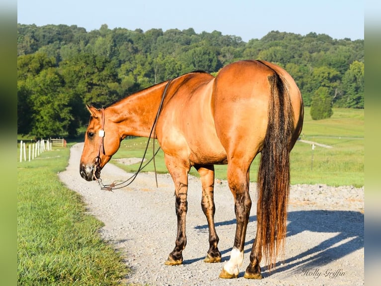 American Quarter Horse Gelding 9 years 15,1 hh Buckskin in Greenville, KY