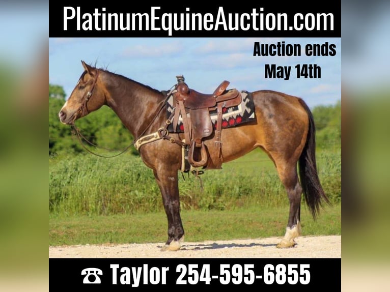 American Quarter Horse Gelding 9 years 15,1 hh Buckskin in Morgan MIll TX