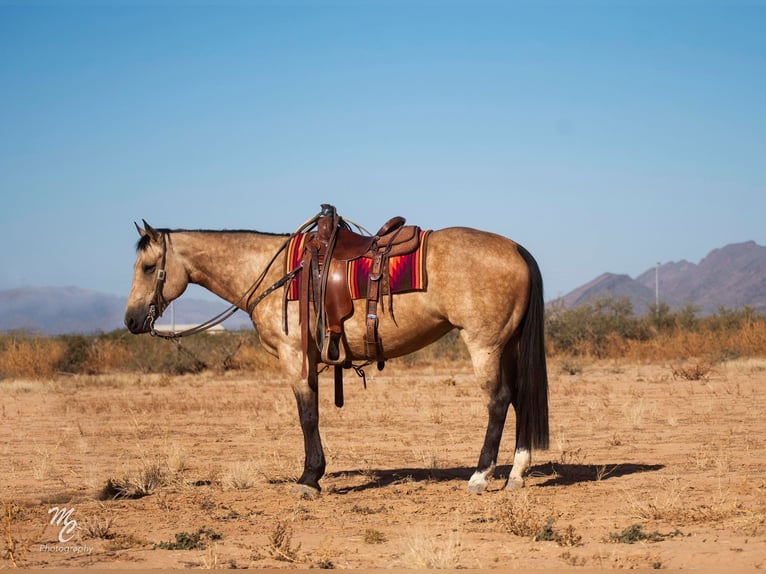 American Quarter Horse Gelding 9 years 15,1 hh Buckskin in Wickenburg AZ