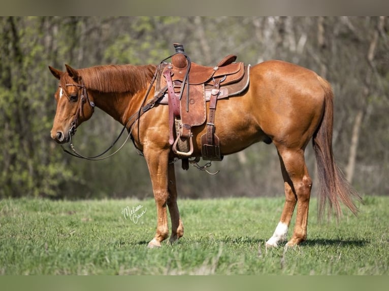 American Quarter Horse Gelding 9 years 15,1 hh Chestnut in Clayton WI