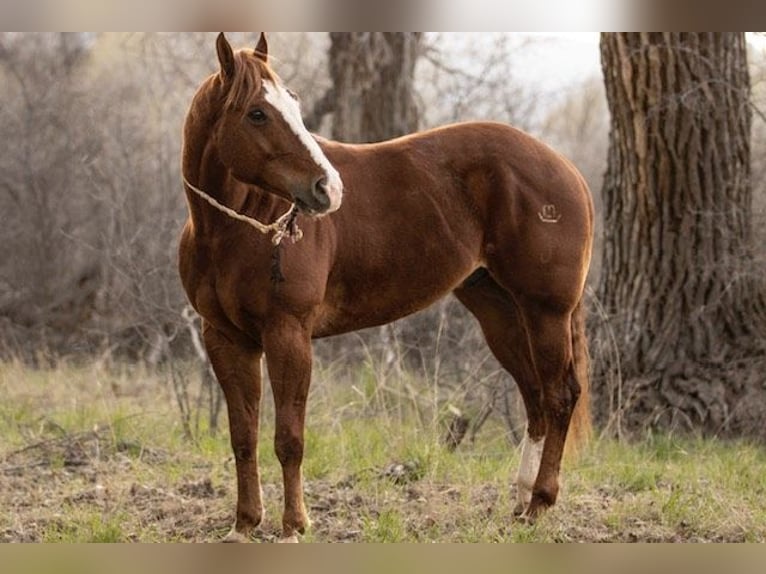 American Quarter Horse Gelding 9 years 15,1 hh Chestnut in Norco CA