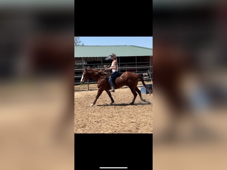 American Quarter Horse Gelding 9 years 15,1 hh Chestnut in Norco CA