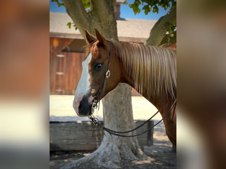 American Quarter Horse Gelding 9 years 15,1 hh Chestnut in Paso Robles, CA