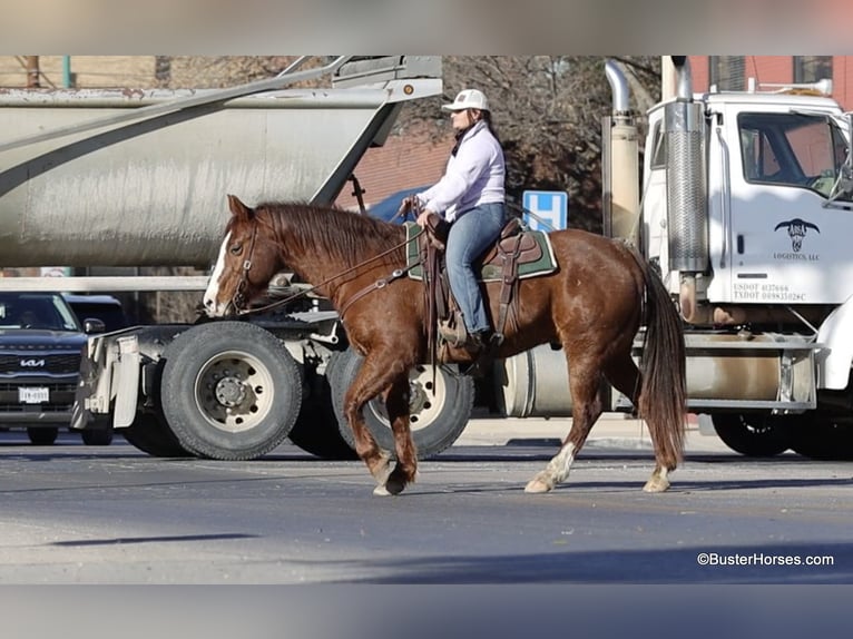 American Quarter Horse Gelding 9 years 15,1 hh Chestnut in Weatherford TX