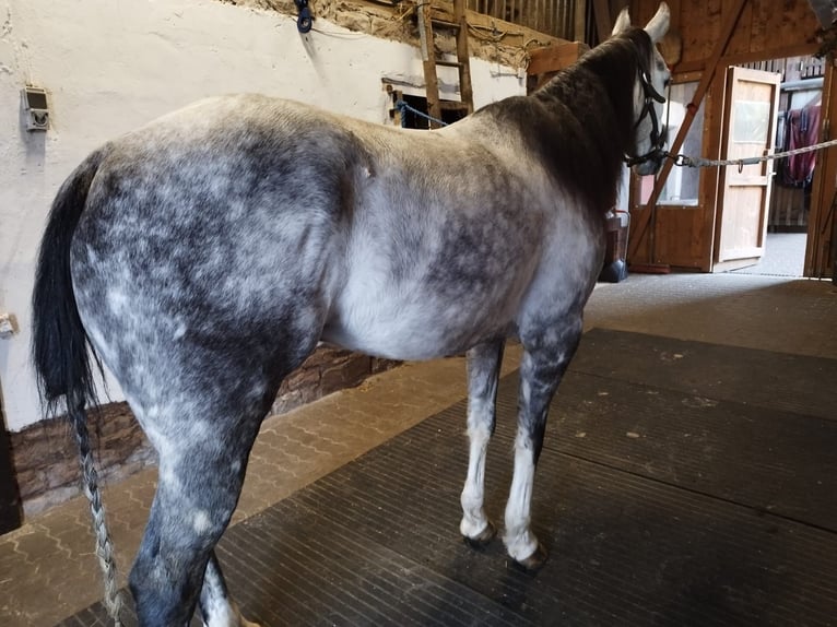 American Quarter Horse Gelding 9 years 15.1 hh Grey-Dapple in Flörsbachtal