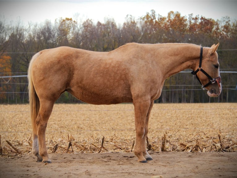 American Quarter Horse Gelding 9 years 15,1 hh Palomino in Saint Joe