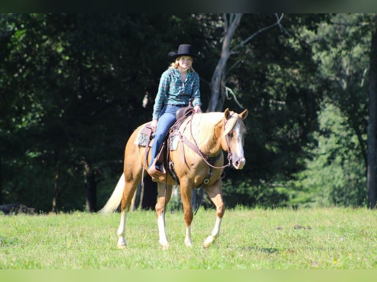 American Quarter Horse Gelding 9 years 15,1 hh Palomino in Clarion, PA