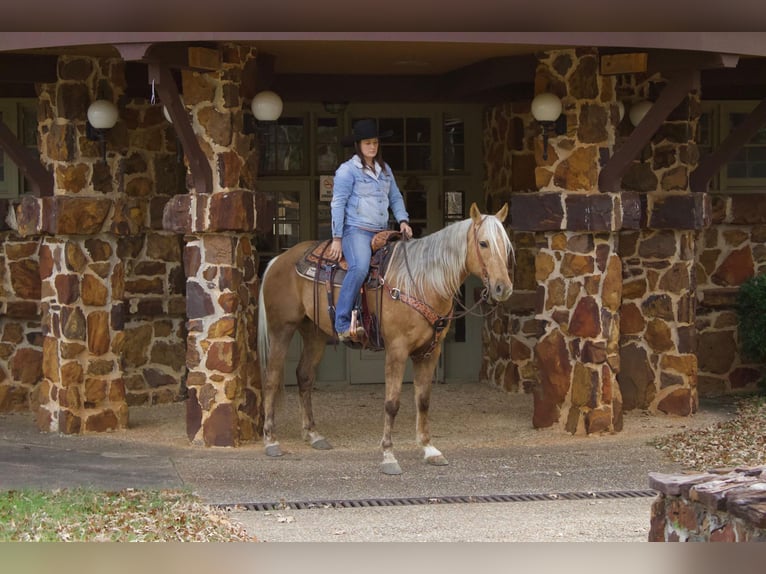 American Quarter Horse Gelding 9 years 15,1 hh Palomino in RUSK TX