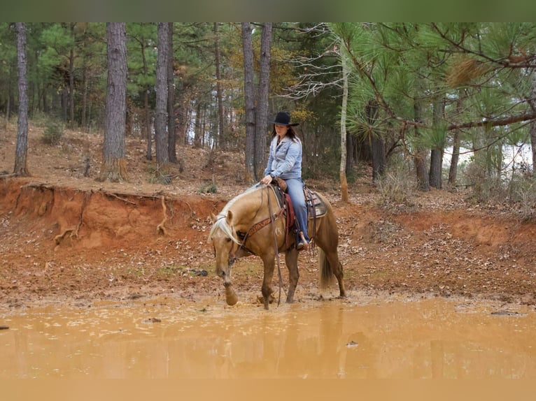 American Quarter Horse Gelding 9 years 15,1 hh Palomino in RUSK TX