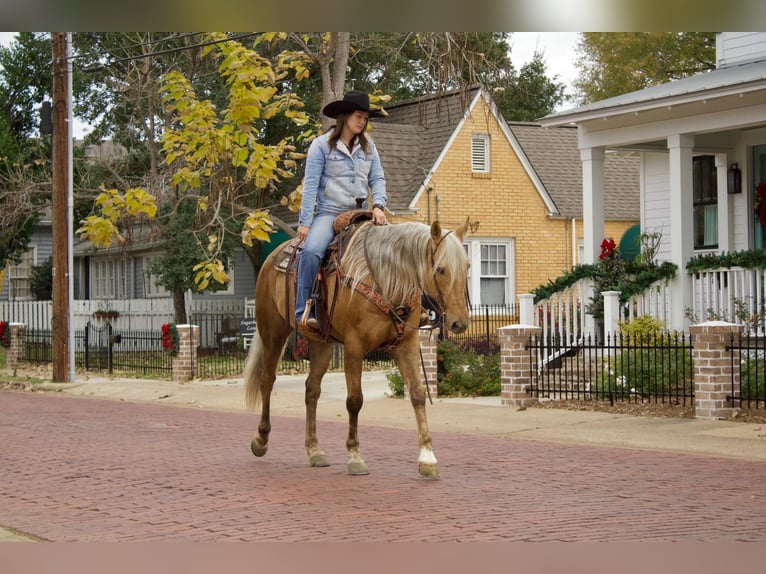 American Quarter Horse Gelding 9 years 15,1 hh Palomino in RUSK TX