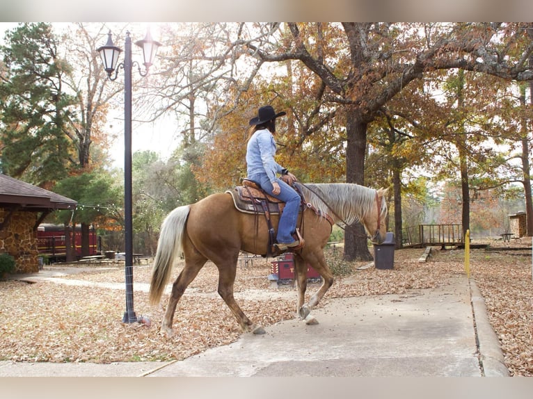 American Quarter Horse Gelding 9 years 15,1 hh Palomino in RUSK TX