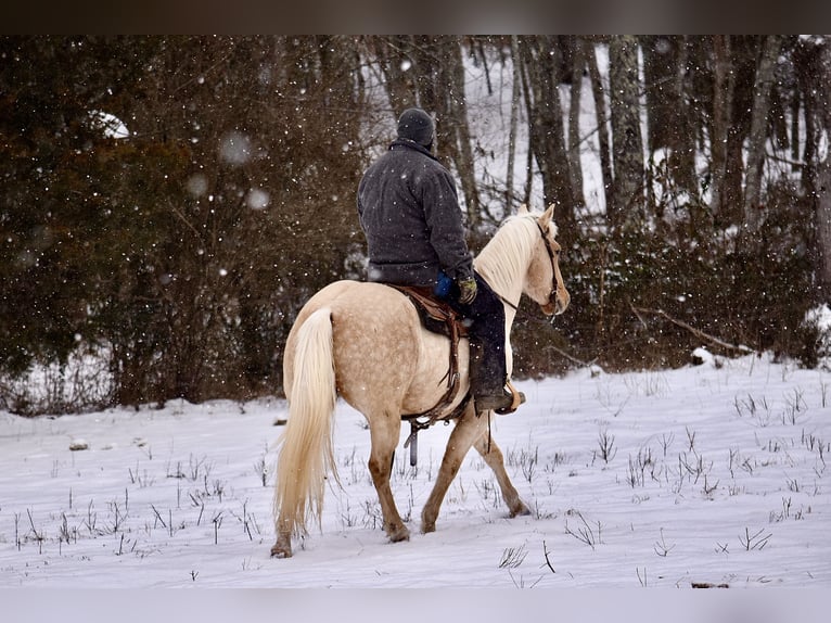 American Quarter Horse Gelding 9 years 15,1 hh Palomino in Crab Orchard, KY