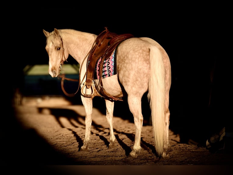 American Quarter Horse Gelding 9 years 15,1 hh Palomino in Crab Orchard, KY