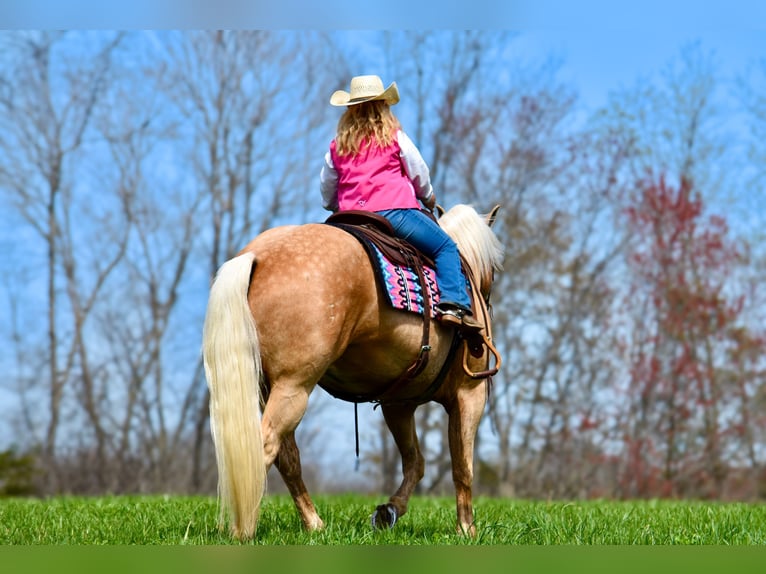 American Quarter Horse Gelding 9 years 15,1 hh Palomino in Crab Orchard, KY