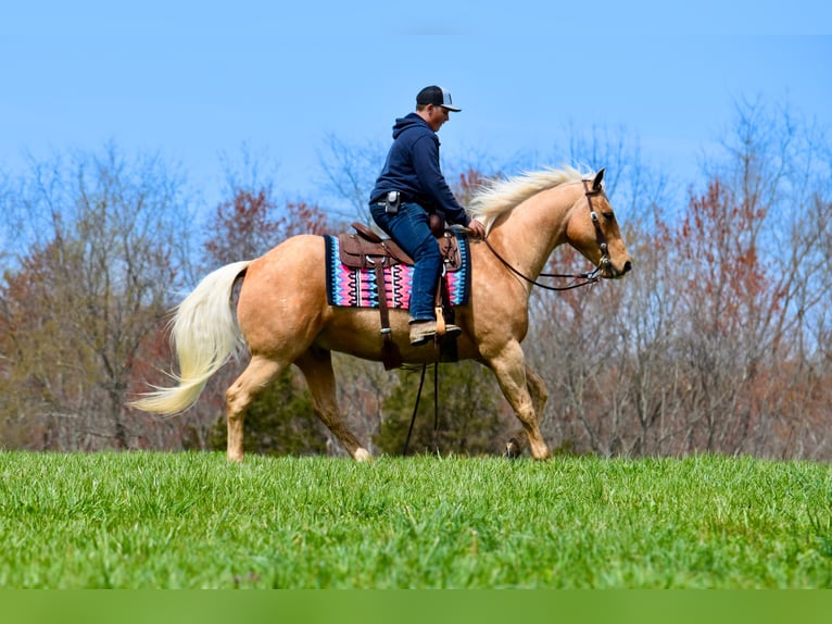 American Quarter Horse Gelding 9 years 15,1 hh Palomino in Crab Orchard, KY