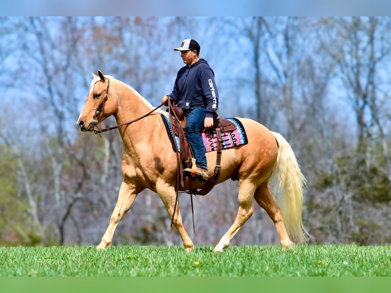 American Quarter Horse Gelding 9 years 15,1 hh Palomino in Crab Orchard, KY