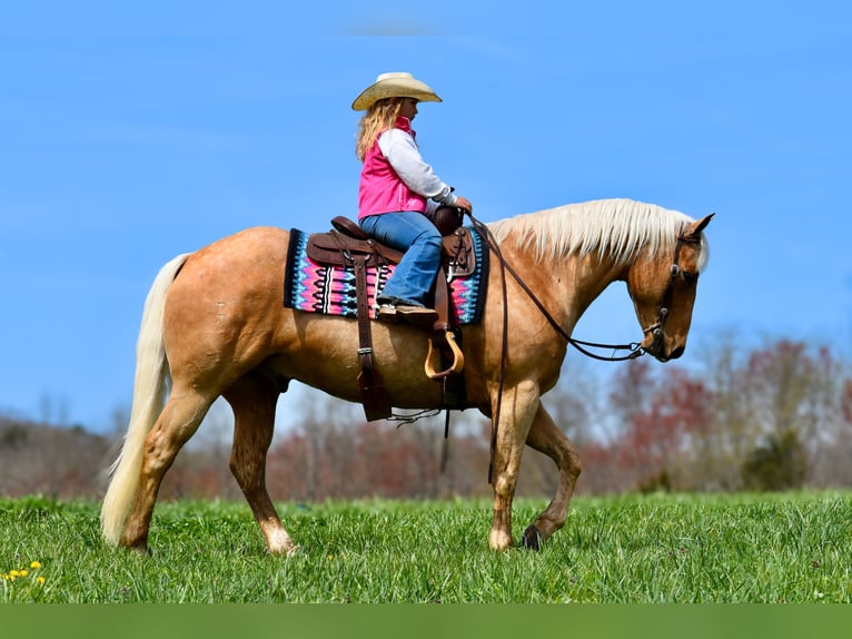 American Quarter Horse Gelding 9 years 15,1 hh Palomino in Crab Orchard, KY