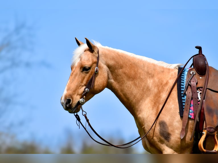 American Quarter Horse Gelding 9 years 15,1 hh Palomino in Crab Orchard, KY