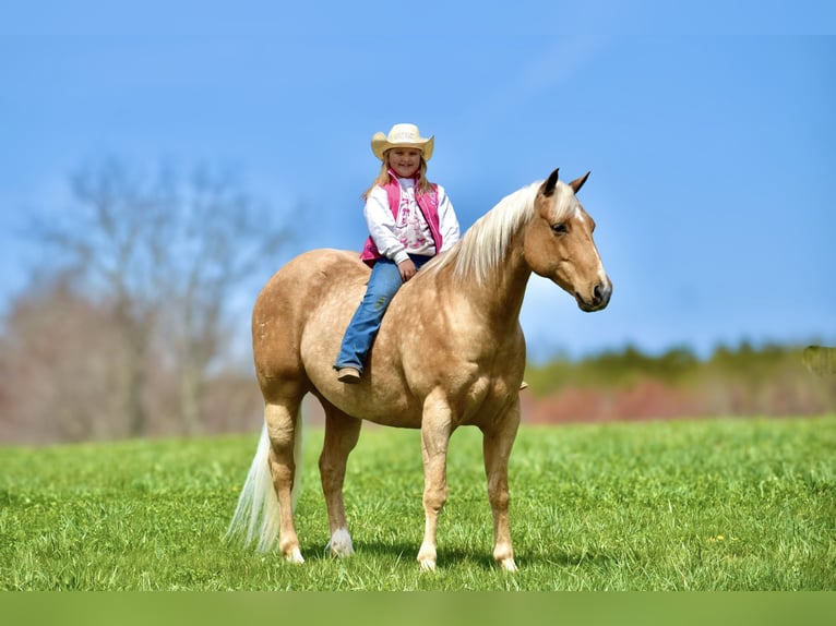 American Quarter Horse Gelding 9 years 15,1 hh Palomino in Crab Orchard, KY