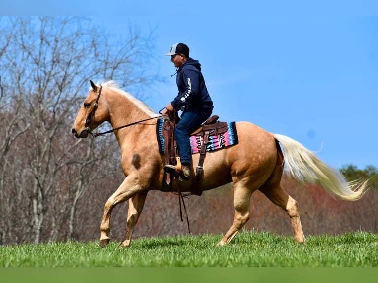 American Quarter Horse Gelding 9 years 15,1 hh Palomino in Crab Orchard, KY