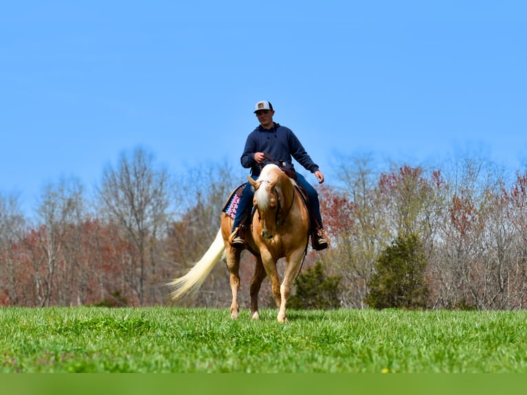 American Quarter Horse Gelding 9 years 15,1 hh Palomino in Crab Orchard, KY