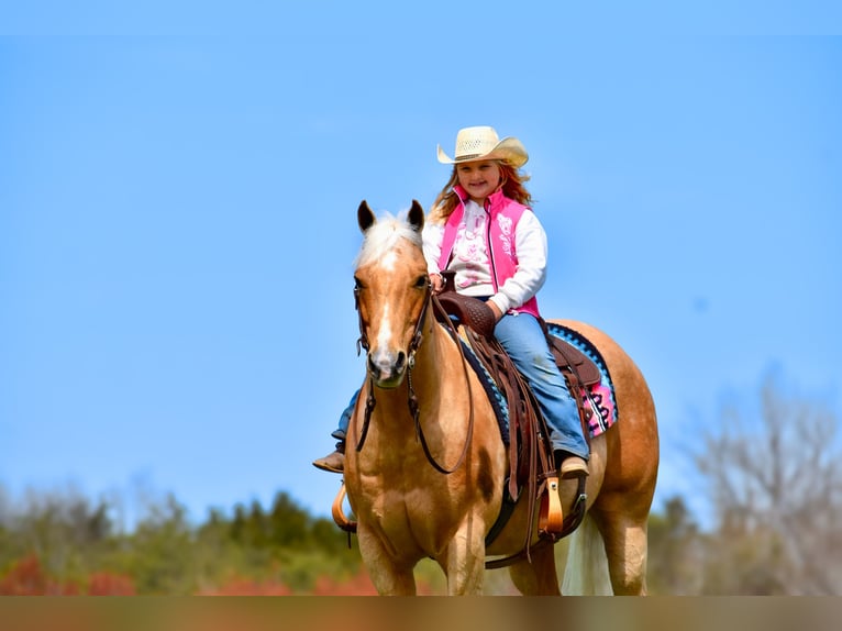 American Quarter Horse Gelding 9 years 15,1 hh Palomino in Crab Orchard, KY