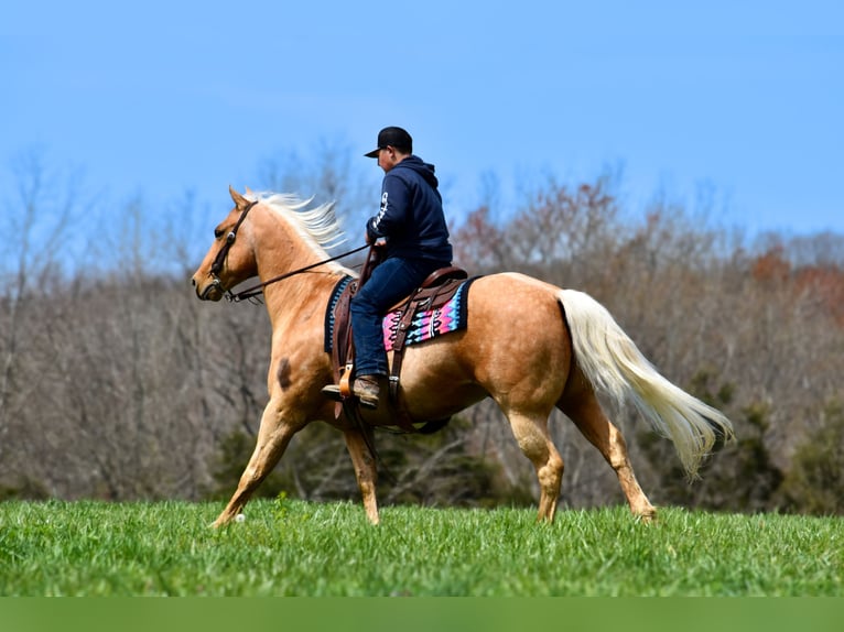 American Quarter Horse Gelding 9 years 15,1 hh Palomino in Crab Orchard, KY