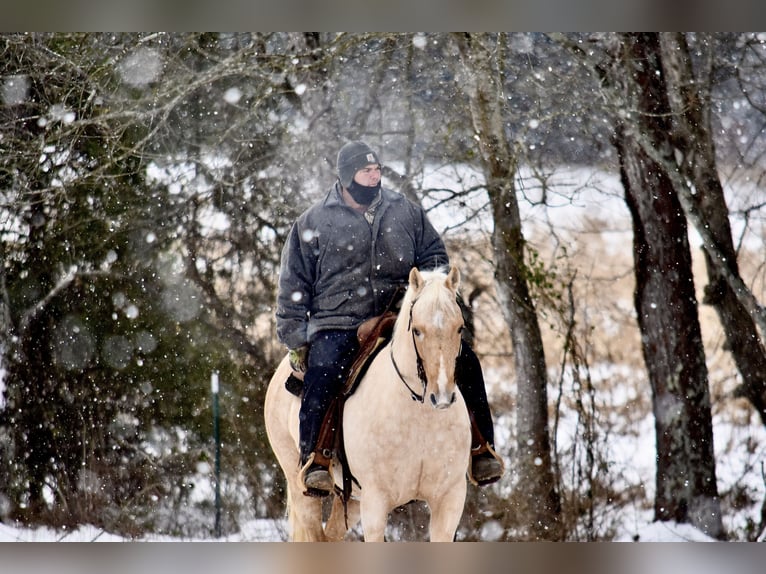 American Quarter Horse Gelding 9 years 15,1 hh Palomino in Crab Orchard, KY