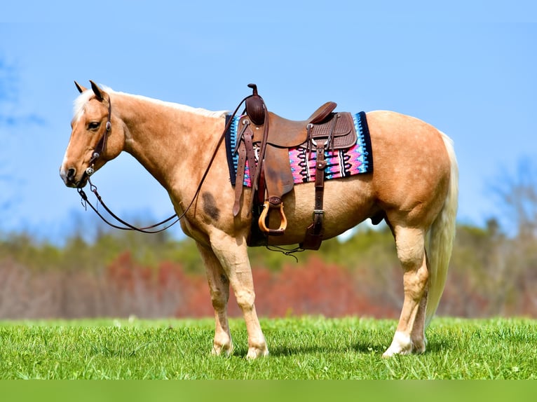 American Quarter Horse Gelding 9 years 15,1 hh Palomino in Crab Orchard, KY