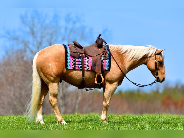 American Quarter Horse Gelding 9 years 15,1 hh Palomino in Crab Orchard, KY