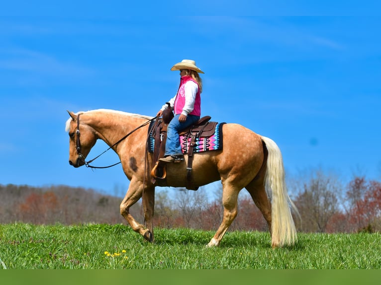 American Quarter Horse Gelding 9 years 15,1 hh Palomino in Crab Orchard, KY