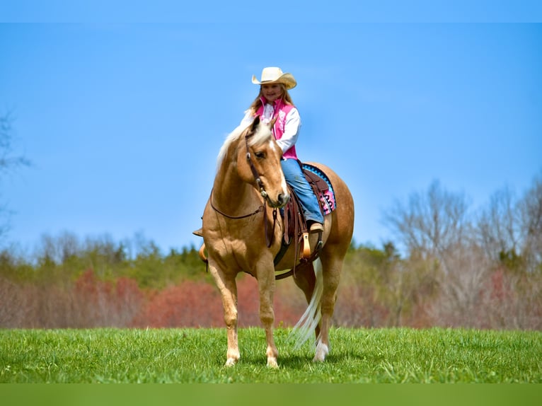 American Quarter Horse Gelding 9 years 15,1 hh Palomino in Crab Orchard, KY