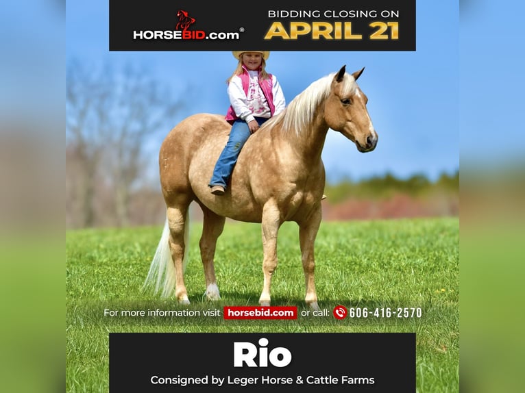 American Quarter Horse Gelding 9 years 15,1 hh Palomino in Crab Orchard, KY