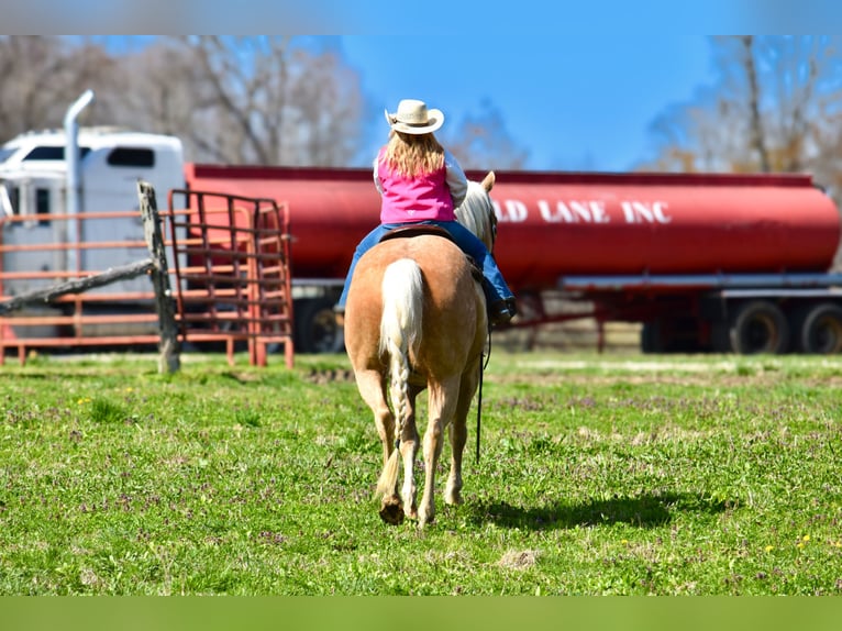American Quarter Horse Gelding 9 years 15,1 hh Palomino in Crab Orchard, KY