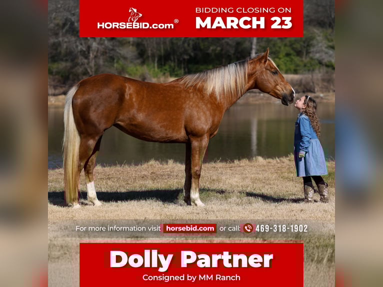 American Quarter Horse Gelding 9 years 15.1 hh Palomino in Forney