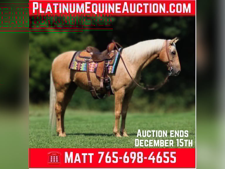 American Quarter Horse Gelding 9 years 15.1 hh Palomino in Brodhead, KY