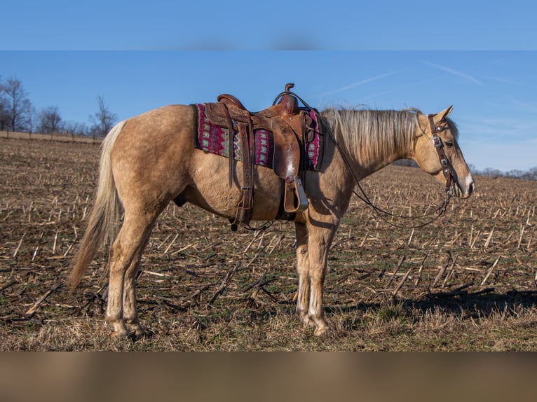American Quarter Horse Gelding 9 years 15,1 hh Palomino in Dundee