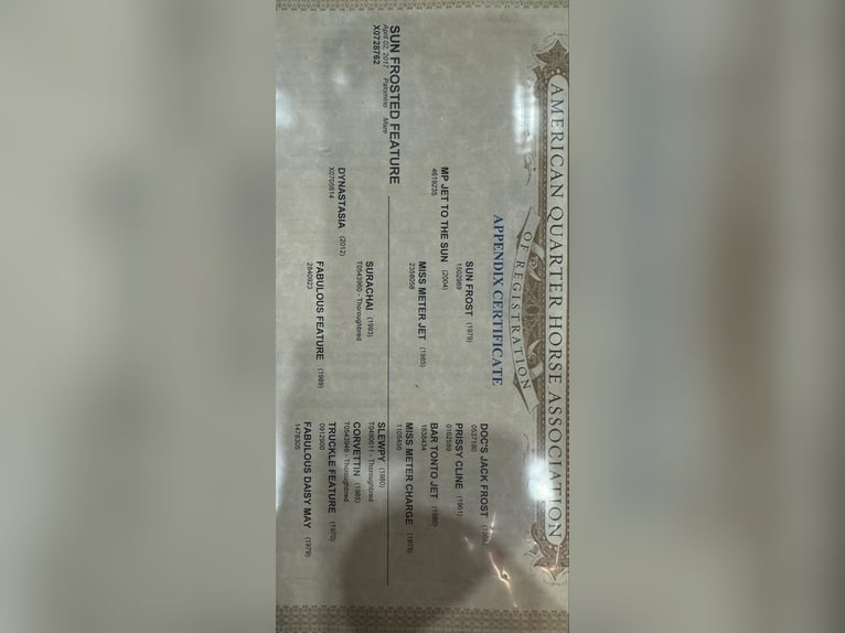 American Quarter Horse Gelding 9 years 15,1 hh Palomino in Granbury TX