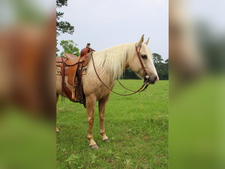 American Quarter Horse Gelding 9 years 15,1 hh Palomino in RUsk TX