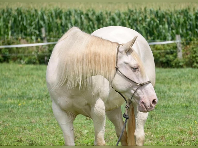 American Quarter Horse Gelding 9 years 15,1 hh Perlino in Fresno, OH