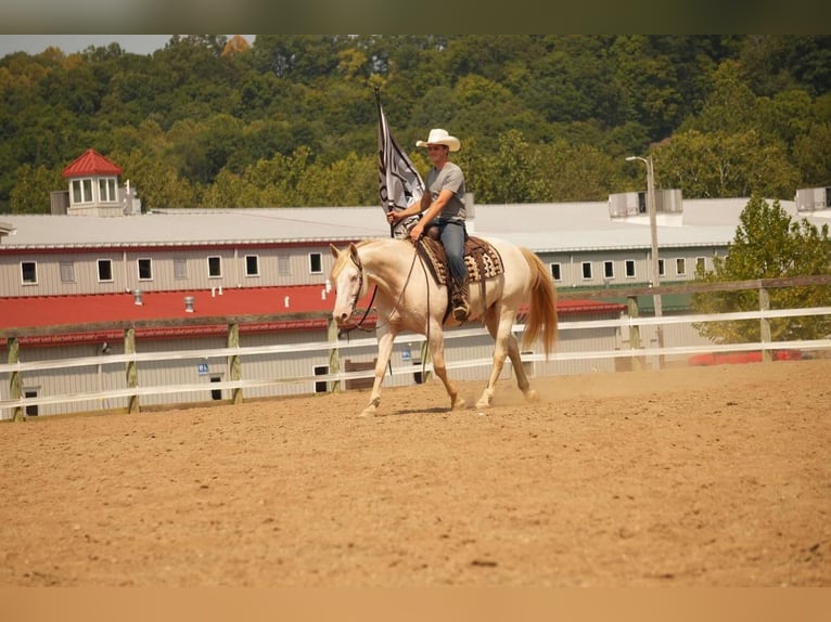 American Quarter Horse Gelding 9 years 15,1 hh Perlino in Fresno, OH