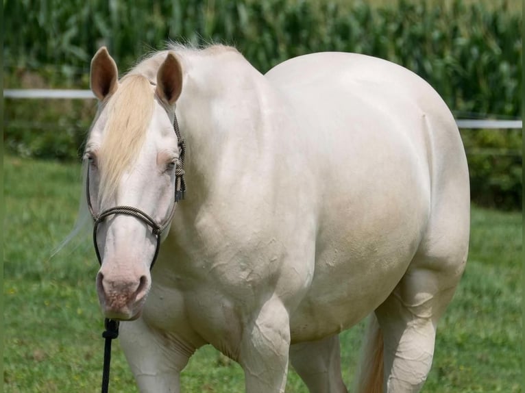 American Quarter Horse Gelding 9 years 15,1 hh Perlino in Fresno, OH