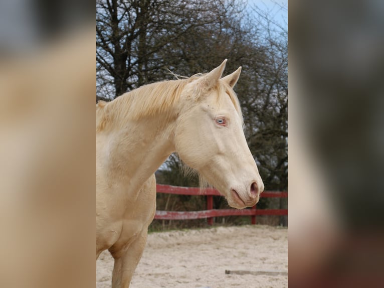 American Quarter Horse Gelding 9 years 15,1 hh Perlino in Bad Karlshafen