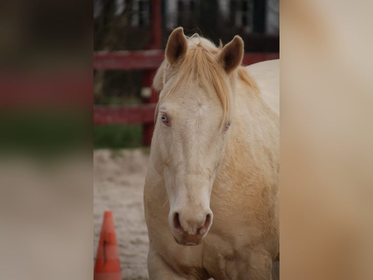 American Quarter Horse Gelding 9 years 15,1 hh Perlino in Bad Karlshafen