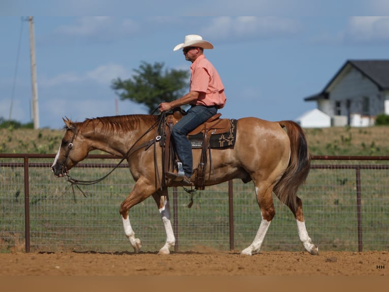 American Quarter Horse Gelding 9 years 15,1 hh Red Dun in Kingston, OK