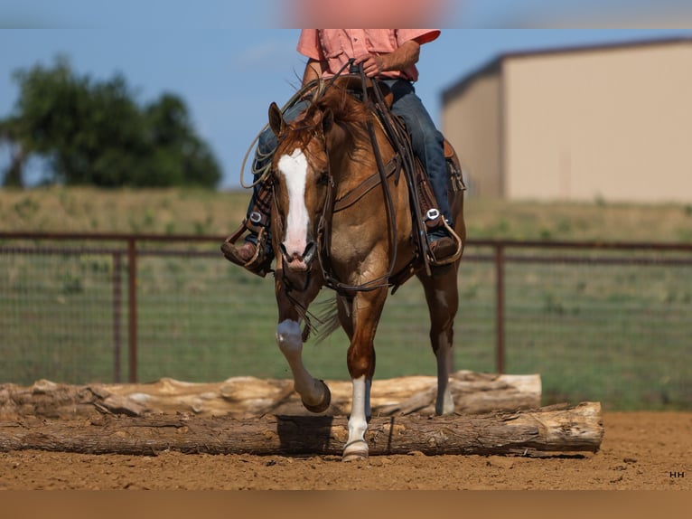 American Quarter Horse Gelding 9 years 15,1 hh Red Dun in Kingston, OK